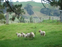 有機農場的羊為甚麼尾巴特別長呢﹖原來常規的牧場為了避免羊的排泄物弄髒羊毛及羊隻受細菌感染，故把尾巴剪掉！